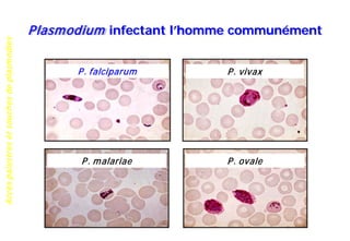 Accèspalustresetsouchesdeplasmodies
Plasmodium infectant l’homme communément
P. falciparum
P. malariae P. ovale
P. vivax
 