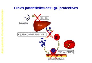 Accèspalustresetsouchesdeplasmodies
Cibles potentielles des IgG protectives
 