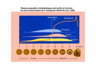 Phases auxquelles 3 antipaludiques sont actifs en fonction
du cycle érythrocytaire de P. falciparum (White NJ et al. 1989)
 