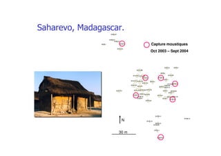 30 m
N
(! " '
Capture moustiques
Oct 2003 – Sept 2004
 