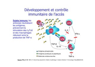 %%
* +* + ,,
- .- .
* +* + /0/0
TNFTNF--
ILIL--22
IFNIFN--
IFNIFN--
TGFTGF--
ILIL--1010
Antigènes phosphorylés
Antigènes protéiques et peptidiques
Molécules endotoxines-like
Source: Riley, E. M. 1999. Is T-cell priming required for initiation of pathology in malaria infections ? Immunology Today 20:228-233.
Sujets immuns:Sujets immuns: lesles
anticorps neutralisentanticorps neutralisent
les antigles antigèènes,nes,
prprééviennent laviennent la
stimulation des LyTstimulation des LyT
et des macrophageset des macrophages
rrééduisant ainsi laduisant ainsi la
production de TNFproduction de TNF--
" )
*
 