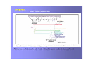 Origines
P. Simium plus proche des souches de P. vivax de l’Afrique/Asie que des souches de P. vivax de l’AmSud
(Carter R, in Trends in Parasitology, 2003)
 