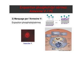 6 #D ,=B -CC<
% &
3) Marquage par l’Annexine V:
Exposition phosphatidylsérines
@+
. + 0 4H
 