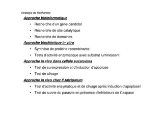 Stratégie de Recherche
Approche biochimique in vitro
• Synthèse de protéine recombinante
• Tests d’activité enzymatique avec substrat luminescent
Approche in vivo dans cellule eucaryotes
• Test de surexpression et d’induction d’apoptose
• Test de clivage
Approche in vivo chez P.falciparum
• Test d’activité enzymatique et de clivage après induction d’apoptose!
• Test de survie du parasite en présence d’inhibiteurs de Caspase
Approche bioinformatique
• Recherche d’un gène candidat
• Recherche de site catalytique
• Recherche de domaines
 