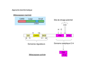 Approche bioinformatique
P20 P10
H C
Domaine catalytique C14
D D
Site de clivage potentiel
CARDDD DED
26 72
75 106
211 242
Domaines régulateurs
P20
P10
Métacaspase inactivée
Métacaspase activée
 