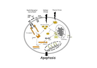 &'
( ) ' *
+
,
-
. /
'0102
3
4 3
4 5
5
6 7
!
.
∆∆∆∆
8
45
$>%
? $
 