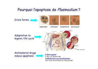 4 4 !
.
"
. "
! " # $
A =B -CC-
chloroquine camptothecinetrophozoites daunomycine
 