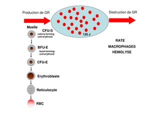 Production de GR Destruction de GR
RBC
CFU-S
BFU-E
CFU-E
Reticulocyte
~~~
~~~
~~
burst-forming-
unit-erythroid
colony-forming
unit-erythroid
Erythroblaste
Moelle
RATE
120 J
MACROPHAGES
HEMOLYSE
 