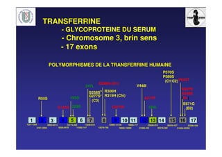 POLYMORPHISMES DE LA TRANSFERRINE HUMAINE
195G
208S
G277S*
(C3)
247L
D296G (D1)
R300H
R319H (Chi)
C377W
A477P
524LS142G
R55S
K627E
K646E
(Bv)
E671G
(B2)
P570S
P589S
(C1/C2)
V448I
P645T
1 2 3 4 6 75 98 10 11 12 14 17161513
G258S*
1251-1293
3181-3394
8400-8513
9305-9478
10173-292
11092-147
11640-819
12579-756
13985-14139
18992-19085
19685-717
21088-243
22838-974
25318-382
30243-427
31859-32228
33396-430
TRANSFERRINE
- GLYCOPROTEINE DU SERUM
- Chromosome 3, brin sens
- 17 exons
 