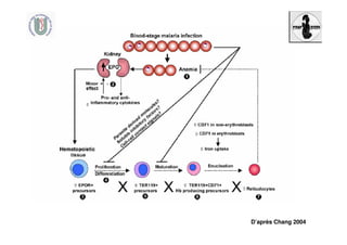 D’après Chang 2004
 