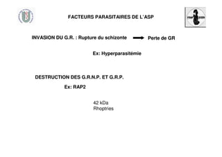 FACTEURS PARASITAIRES DE L’ASP
INVASION DU G.R. : Rupture du schizonte Perte de GRINVASION DU G.R. : Rupture du schizonte Perte de GR
Ex: Hyperparasitémie
DESTRUCTION DES G.R.N.P. ET G.R.P.
Ex: RAP2
42 kDa
Rhoptries
 