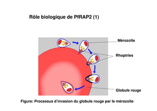 Rôle biologique de PfRAP2 (1)
Mérozoïte
Rhoptries
Globule rouge
Figure: Processus d’invasion du globule rouge par le mérozoïte
 