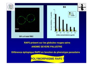 H0-20
30% of total RBC
RAP2 présent sur les globules rouges sains
ANEMIE SEVERE PALUSTRE
POLYMORPHISME RAP2 ?
mAbs concentrations (µµµµg/ml)
0
20
40
60
80
100
300 150 75 37,5 19 9,5
CSA
CD36
ICAM-1
InvasionInhibition(%contrôle)
B4
Différence épitopique RAP2 en fonction du phenotype parasitaire
 