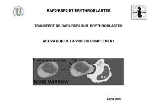 RAP2/RSP2 ET ERYTHROBLASTES
TRANSFERT DE RAP2/RSP2 SUR ERYTHROBLASTES
ACTIVATION DE LA VOIE DU COMPLEMENT
Layez 2005
 