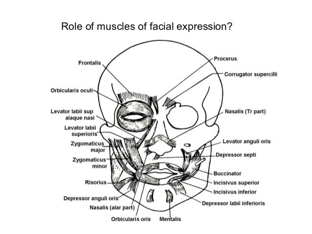 muscles of facial expression
