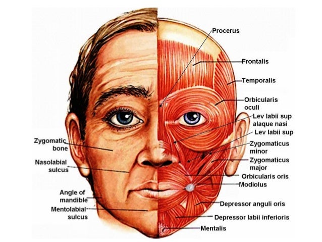 muscles of the face
