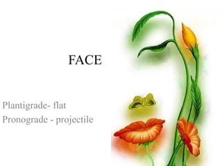 Plantigrade- flat
Pronograde - projectile
FACE
 