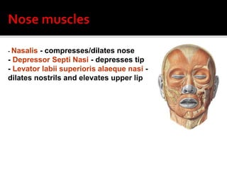 Divided into 3 groups:
- Group 1 (insert into modiolus)
- Orbicularis oris – closes mouth
- Buccinator – presses lips and ...