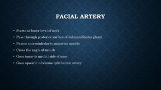 FACIAL ARTERY
• Starts at lower level of neck
• Pass through posterior surface of submandibular gland
• Passes anteroinferior to masseter muscle
• Cross the angle of mouth
• Goes towards medial side of nose
• Goes upward to become ophthalmic artery
 