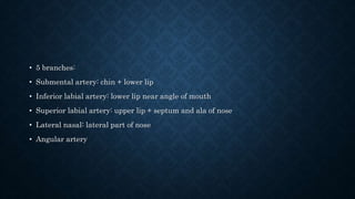 • 5 branches:
• Submental artery: chin + lower lip
• Inferior labial artery: lower lip near angle of mouth
• Superior labial artery: upper lip + septum and ala of nose
• Lateral nasal: lateral part of nose
• Angular artery
 