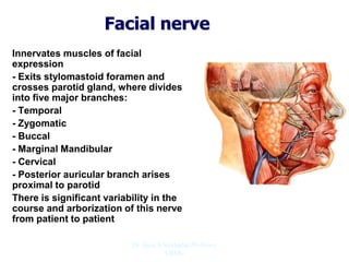 Facial nerve
Innervates muscles of facial
expression
- Exits stylomastoid foramen and
crosses parotid gland, where divides
into five major branches:
- Temporal
- Zygomatic
- Buccal
- Marginal Mandibular
- Cervical
- Posterior auricular branch arises
proximal to parotid
There is significant variability in the
course and arborization of this nerve
from patient to patient
Dr. Siraj A Shirbadgi Professor
VBMC
 