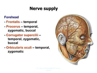 Nerve supply
Forehead
- Frontalis – temporal
- Procerus – temporal,
zygomatic, buccal
- Corrugator supercilii –
temporal, zygomatic,
buccal
- Orbicularis oculi – temporal,
zygomatic
Dr. Siraj A Shirbadgi Professor
VBMC
 