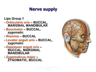 Nerve supply
Lips Group 1
- Orbicularis oris – BUCCAL,
MARGINAL MANDIBULAR
- Buccinator – BUCCAL,
zygomatic
- Risorius – BUCCAL
- Levator anguli oris – BUCCAL,
zygomatic
- Depressor anguli oris –
BUCCAL, MARGINAL
MANDIBULAR
- Zygomaticus major –
ZYGOMATIC, BUCCAL
Dr. Siraj A Shirbadgi Professor
VBMC
 