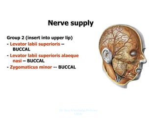 Nerve supply
Group 2 (insert into upper lip)
- Levator labii superioris –
BUCCAL
- Levator labii superioris alaeque
nasi – BUCCAL
- Zygomaticus minor -- BUCCAL
Dr. Siraj A Shirbadgi Professor
VBMC
 