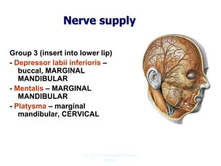 Nerve supply
Group 3 (insert into lower lip)
- Depressor labii inferioris –
buccal, MARGINAL
MANDIBULAR
- Mentalis – MARGINAL
MANDIBULAR
- Platysma – marginal
mandibular, CERVICAL
Dr. Siraj A Shirbadgi Professor
VBMC
 