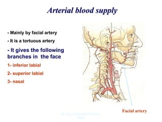 Arterial blood supply
- Mainly by facial artery
- It is a tortuous artery
- It gives the following
branches in the face
1- inferior labial
2- superior labial
3- nasal
Facial artery
Dr. Siraj A Shirbadgi Professor
VBMC
 