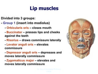Lip muscles
Divided into 3 groups:
- Group 1 (insert into modiolus)
- Orbicularis oris – closes mouth
- Buccinator – presses lips and cheeks
against the teeth
- Risorius – draws commissure laterally
- Levator anguli oris – elevates
commissure
- Depressor anguli oris – depresses and
moves laterally commissure
- Zygomaticus major – elevates and
moves laterally commissure
Dr. Siraj A Shirbadgi Professor
VBMC
 