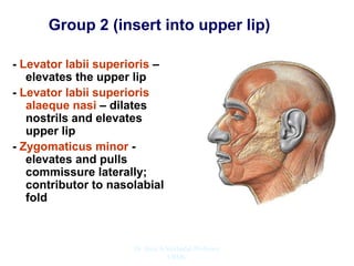 Group 2 (insert into upper lip)
- Levator labii superioris –
elevates the upper lip
- Levator labii superioris
alaeque nasi – dilates
nostrils and elevates
upper lip
- Zygomaticus minor -
elevates and pulls
commissure laterally;
contributor to nasolabial
fold
Dr. Siraj A Shirbadgi Professor
VBMC
 