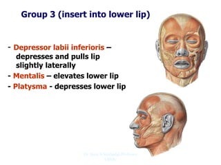 Group 3 (insert into lower lip)
- Depressor labii inferioris –
depresses and pulls lip
slightly laterally
- Mentalis – elevates lower lip
- Platysma - depresses lower lip
Dr. Siraj A Shirbadgi Professor
VBMC
 