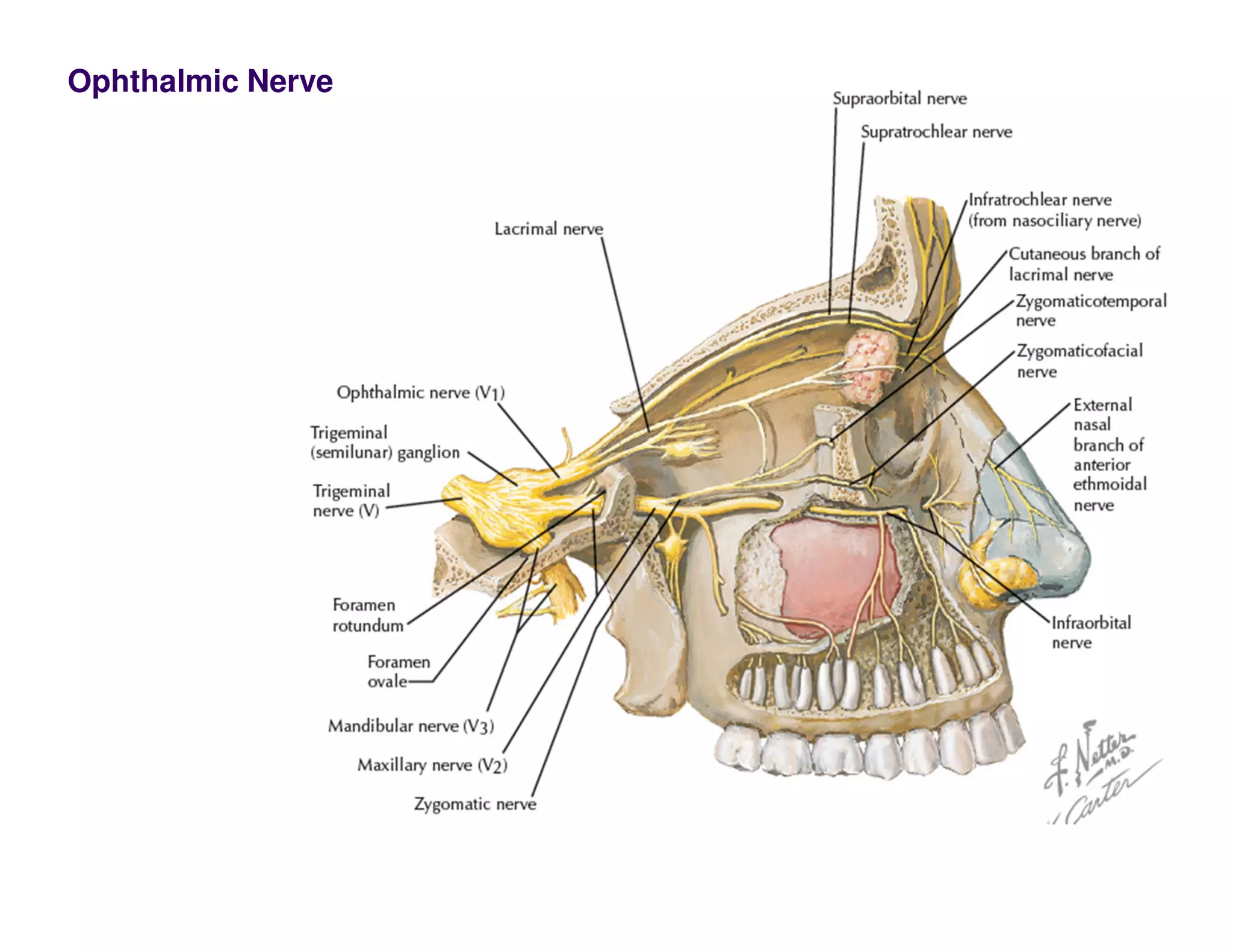 Ophthalmic Nerve
 