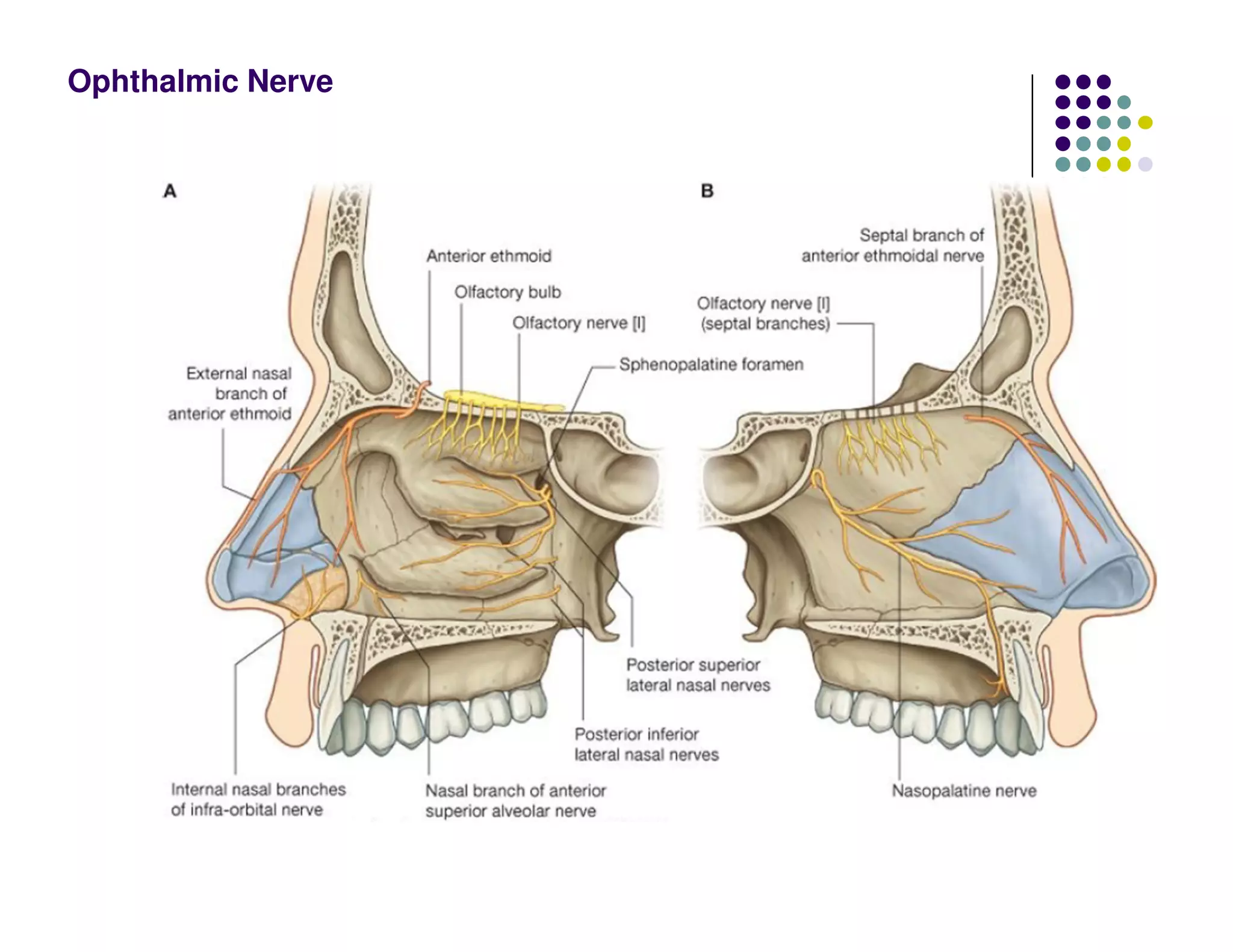 Ophthalmic Nerve
 