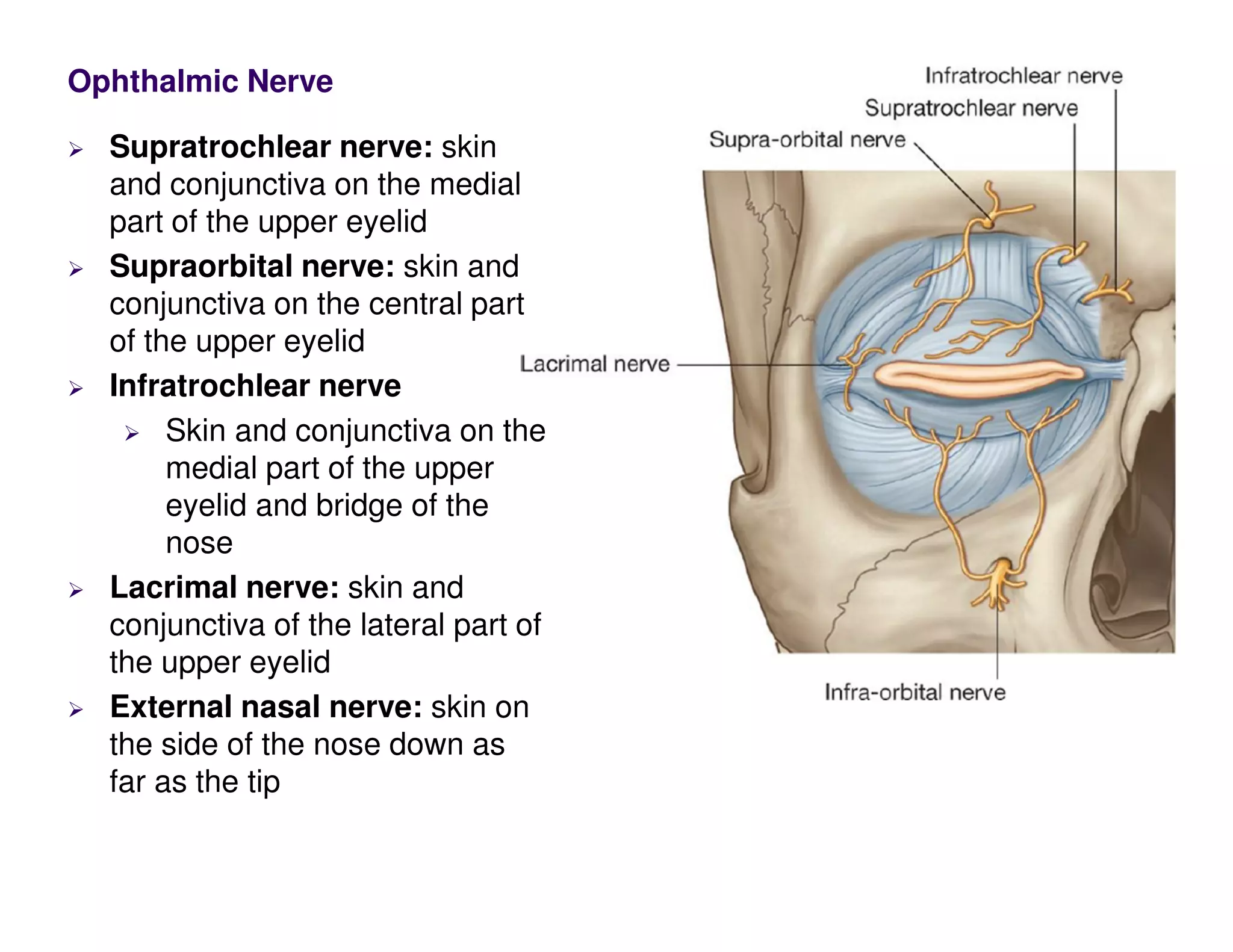 Supratrochlear nerve: skin
and conjunctiva on the medial
part of the upper eyelid
Supraorbital nerve: skin and
conjunctiva on the central part
of the upper eyelid
Infratrochlear nerve
Skin and conjunctiva on the
medial part of the upper
eyelid and bridge of the
nose
Lacrimal nerve: skin and
conjunctiva of the lateral part of
the upper eyelid
External nasal nerve: skin on
the side of the nose down as
far as the tip
Ophthalmic Nerve
 
