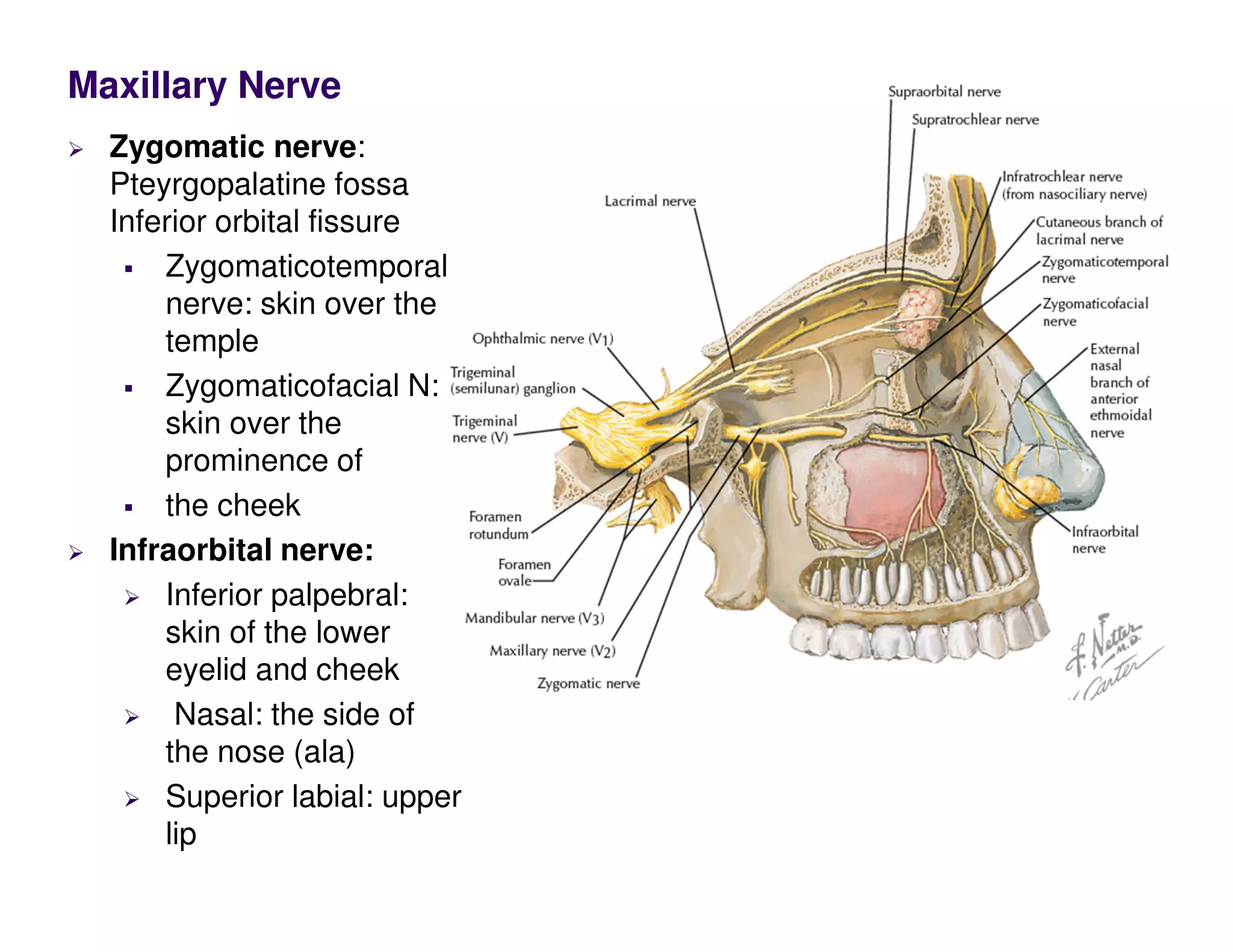 Maxillary Nerve
Zygomatic nerve:
Pteyrgopalatine fossa
Inferior orbital fissure
Zygomaticotemporal
nerve: skin over the
temple
Zygomaticofacial N:
skin over the
prominence of
the cheek
Infraorbital nerve:
Inferior palpebral:
skin of the lower
eyelid and cheek
Nasal: the side of
the nose (ala)
Superior labial: upper
lip
 