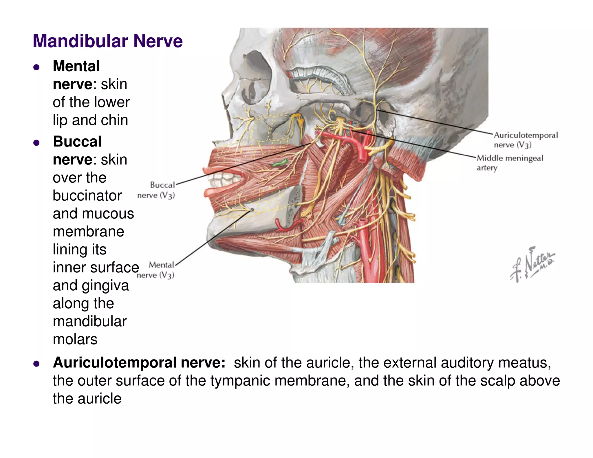 Mandibular Nerve
Auriculotemporal nerve: skin of the auricle, the external auditory meatus,
the outer surface of the tympanic membrane, and the skin of the scalp above
the auricle
Mental
nerve: skin
of the lower
lip and chin
Buccal
nerve: skin
over the
buccinator
and mucous
membrane
lining its
inner surface
and gingiva
along the
mandibular
molars
 