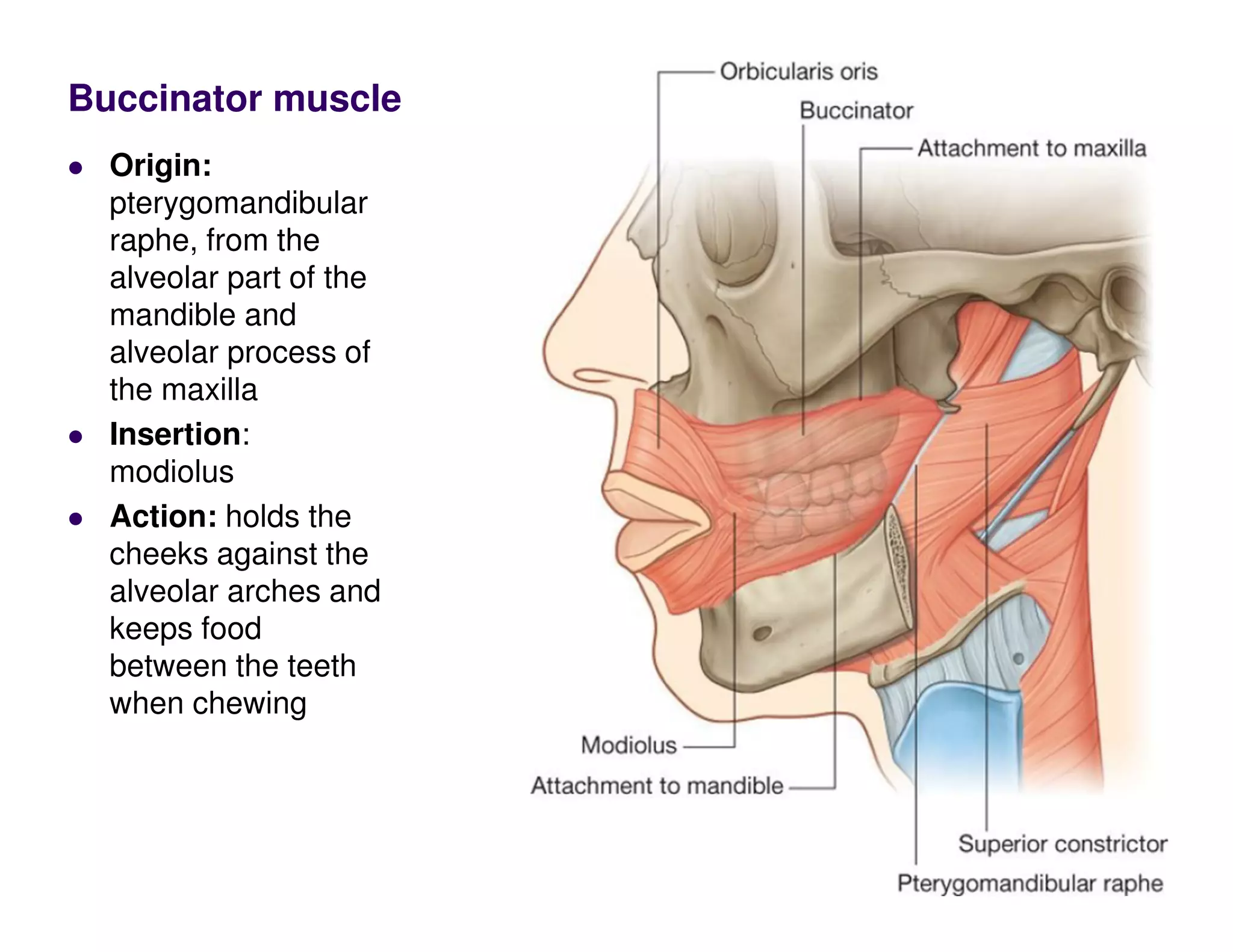 Buccinator muscle
Origin:
pterygomandibular
raphe, from the
alveolar part of the
mandible and
alveolar process of
the maxilla
Insertion:
modiolus
Action: holds the
cheeks against the
alveolar arches and
keeps food
between the teeth
when chewing
 