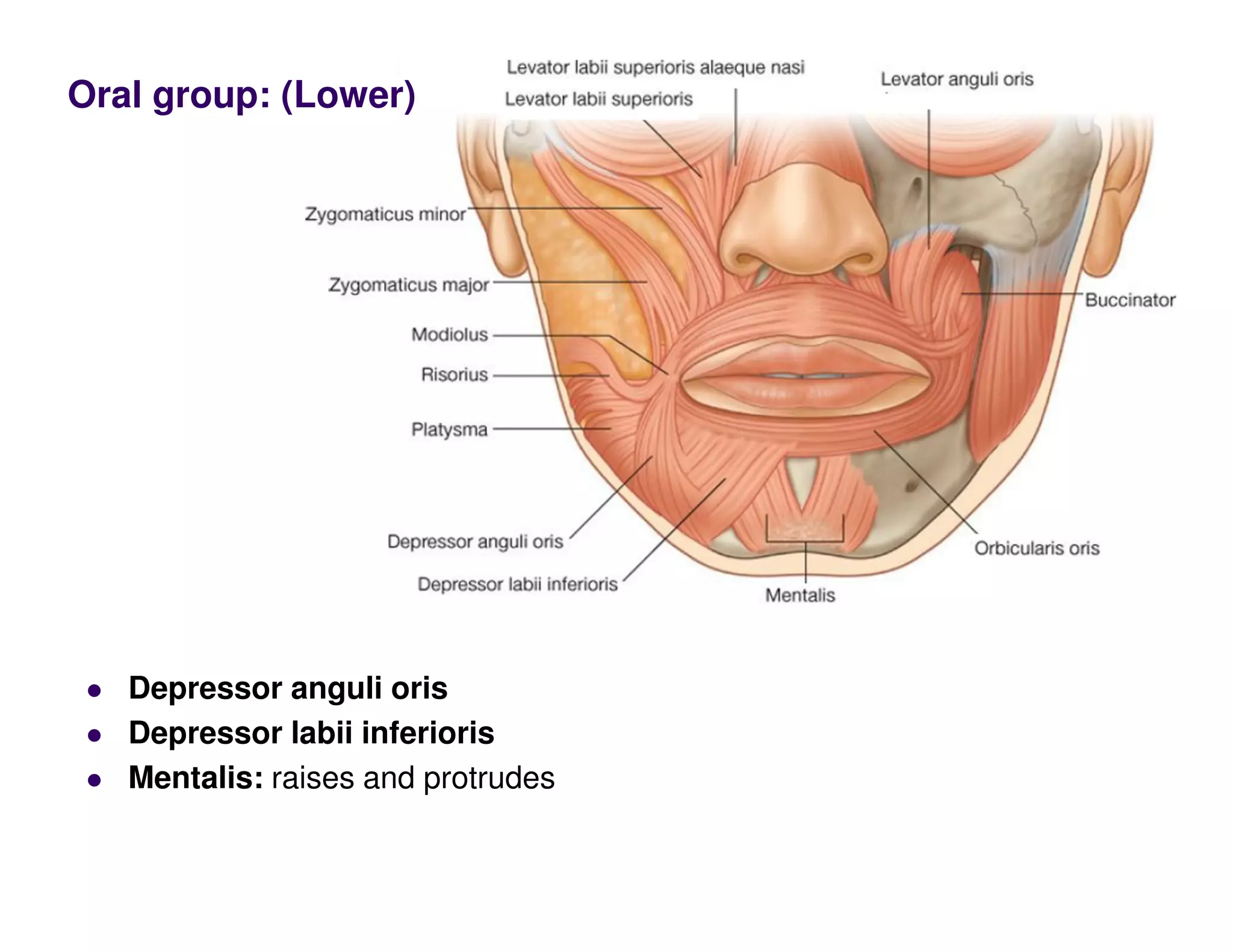 Oral group: (Lower)
Depressor anguli oris
Depressor labii inferioris
Mentalis: raises and protrudes
 