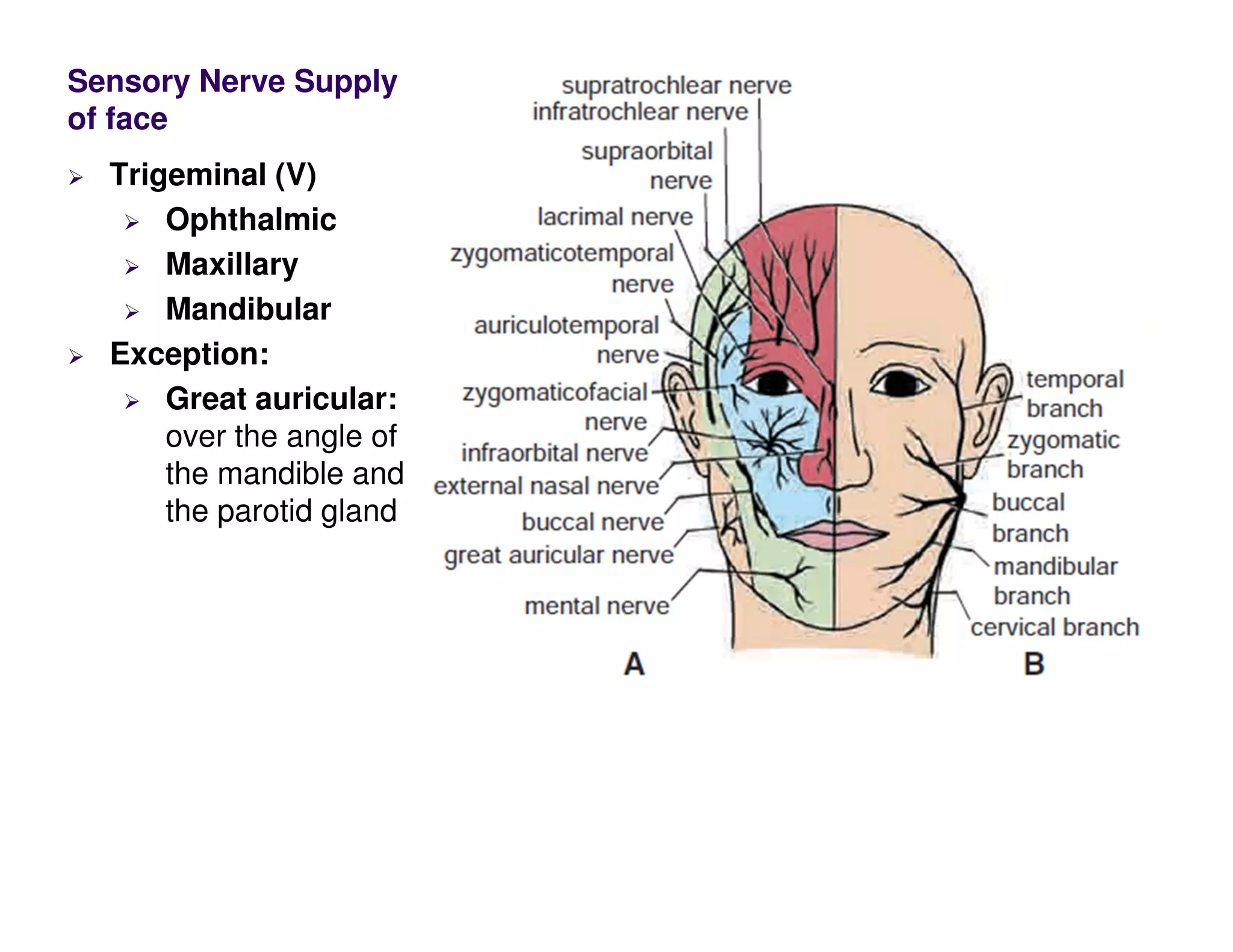 Sensory Nerve Supply
of face
Trigeminal (V)
Ophthalmic
Maxillary
Mandibular
Exception:
Great auricular:
over the angle of
the mandible and
the parotid gland
 
