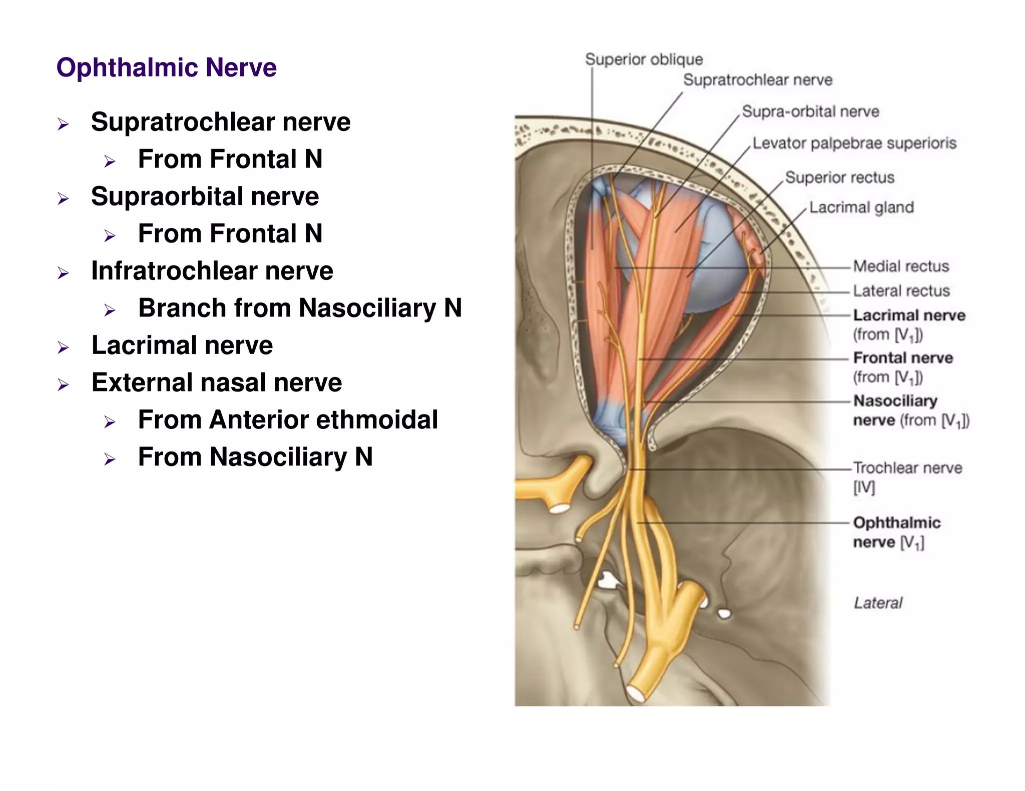 Supratrochlear nerve
From Frontal N
Supraorbital nerve
From Frontal N
Infratrochlear nerve
Branch from Nasociliary N
Lacrimal nerve
External nasal nerve
From Anterior ethmoidal
From Nasociliary N
Ophthalmic Nerve
 
