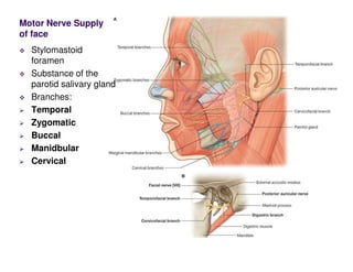 Motor Nerve Supply
of face
Stylomastoid
foramen
Substance of the
parotid salivary gland
Branches:
Temporal
Zygomatic
Buccal
Manidbular
Cervical
 