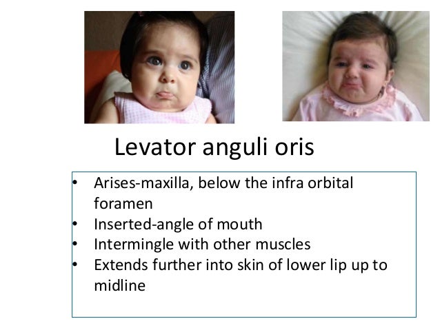 Anatomy- Muscles of Facial expression Anatomy- Muscles of Facial expression