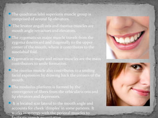 The quadratus labii superioris muscle group is
comprised of several lip elevators.
 The levator anguli oris and risorius muscles are
mouth angle retractors and elevators.
The zygomaticus major muscle travels from the
zygoma downward and diagonally to the upper
corner of the mouth, where it contributes to the
nasolabial fold.
Zygomaticus major and minor muscles are the main
contributors to smile formation.
The risorius muscle also contributes to a smiling
facial expression by drawing back the corners of the
mouth.
The modiolus platform is formed by the
convergence of fibers from the orbicularis oris and
lip elevators and depressors.
 It is located 1cm lateral to the mouth angle and
accounts for cheek 'dimples' in some patients. It
works in synergy with the perioral muscles to
 