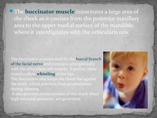 The buccinator muscle constitutes a large area of
the cheek as it courses from the posterior maxillary
area to the upper medial surface of the mandible,
where it interdigitates with the orbicularis oris.
The buccinator is innervated by the buccal branch
of the facial nerve and contracts synergistically
with the orbicularis oris muscle. Together, these
muscles allow whistling of the lips.
The buccinator also keeps the cheek flat against
the teeth, which prevents food accumulation
during chewing.
It also prevents overextension of the cheek when
high intraoral pressures are generated.
 