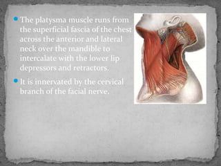 The platysma muscle runs from
the superficial fascia of the chest
across the anterior and lateral
neck over the mandible to
intercalate with the lower lip
depressors and retractors.
It is innervated by the cervical
branch of the facial nerve.
 
