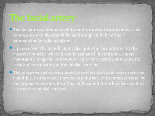 The facial artery branches off from the external carotid artery and
courses deep to the mandible up through or behind the
submandibular salivary gland.
It passes over the mandibular ridge onto the face anterior to the
masseter muscle, where it can be palpated. Its tortuous course
maintains a diagonal and superior direction passing alongside the
nose and terminating at the medial canthus.
The platysma and risorius muscles protect the facial artery near the
mandible. As the vessel traverses up the face, it becomes covered by
the zygomaticus muscles of the midface and the orbicularis oculi as
it nears the medial canthus.
The facial artery
 
