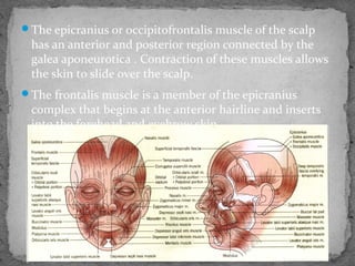 The epicranius or occipitofrontalis muscle of the scalp
has an anterior and posterior region connected by the
galea aponeurotica . Contraction of these muscles allows
the skin to slide over the scalp.
The frontalis muscle is a member of the epicranius
complex that begins at the anterior hairline and inserts
into the forehead and eyebrow skin.
 