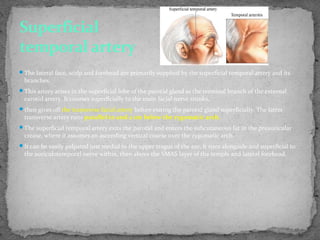 The lateral face, scalp and forehead are primarily supplied by the superficial temporal artery and its
branches.
This artery arises in the superficial lobe of the parotid gland as the terminal branch of the external
carotid artery. It courses superficially to the main facial nerve trunks,
then gives off the transverse facial artery before exiting the parotid gland superficially. The latter
transverse artery runs parallel to and 2 cm below the zygomatic arch.
The superficial temporal artery exits the parotid and enters the subcutaneous fat in the preauricular
crease, where it assumes an ascending vertical course over the zygomatic arch.
It can be easily palpated just medial to the upper tragus of the ear. It runs alongside and superficial to
the auriculotemporal nerve within, then above the SMAS layer of the temple and lateral forehead.
Superficial
temporal artery
 